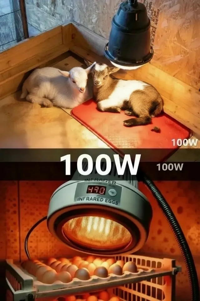 100W Kızılötesi (infrared) Isıtıcılı Hayvan Isıtma ve Kuluçka Lambası (Kırmızı Işık) E27 (Kalın Duy) ( Lisinya )